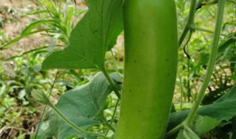 吃瓜网我爱吃瓜,带你领略网络吃瓜文化的魅力