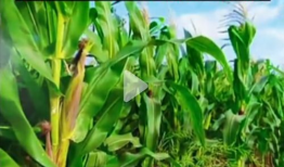 51吃瓜 网 地址,揭秘网络八卦背后的真相与趣味”