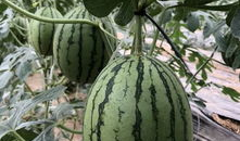 网红博雅吃瓜,揭秘网红圈幕后故事