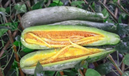 吃网红塌房的瓜,揭秘网络红人背后的真相与反思