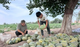 吃瓜天堂吃瓜网每日,揭秘今日娱乐圈热点事件