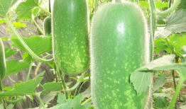 吃瓜网629验证,揭秘网络信息安全背后的神秘力量